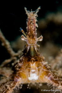 Crab, portrait by Marco Gargiulo 